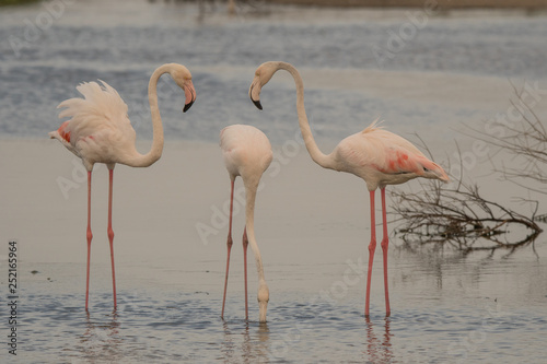 Greater flamingo (Phoenicopterus roseus). Ras Al Khor Wildlife Sanctuary. Dubai. UAE 