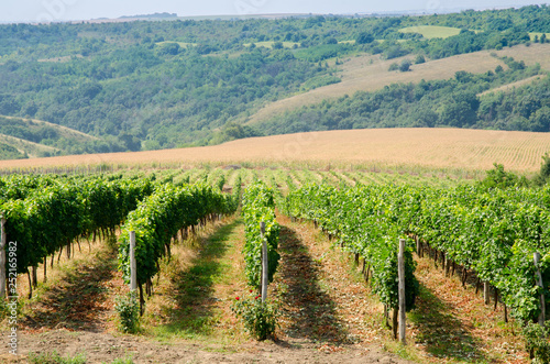 Vineyards along Danube river in North East Bulgaria