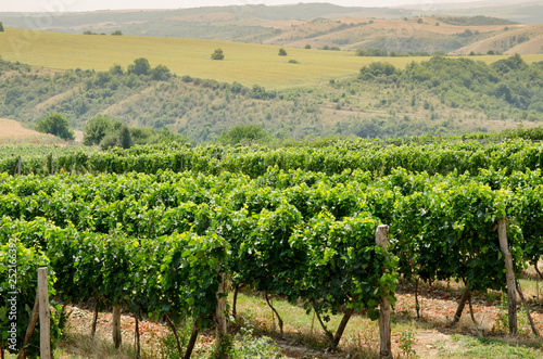 Vineyards along Danube river in North East Bulgaria