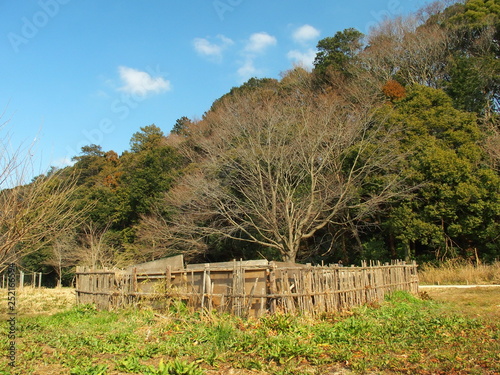 堆肥置き場とカスミザクラの枯れ木のある里山風景