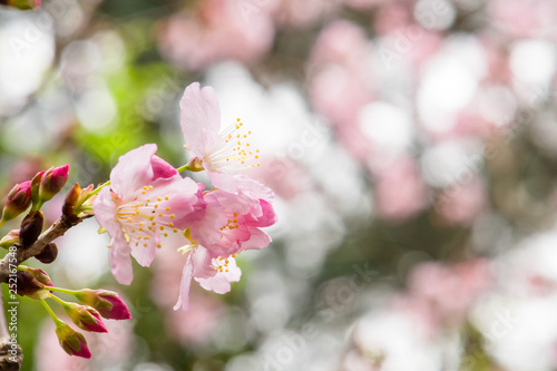 Beautiful nature scene with pink sakura flowers, beautiful Cherry Blossom in nature with green blurry background , Easter Sunny day.