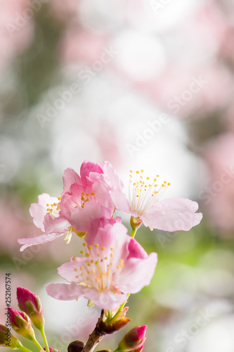 Fototapeta Naklejka Na Ścianę i Meble -  Beautiful nature scene with pink sakura flowers, beautiful Cherry Blossom in nature with green blurry background , Easter Sunny day.
