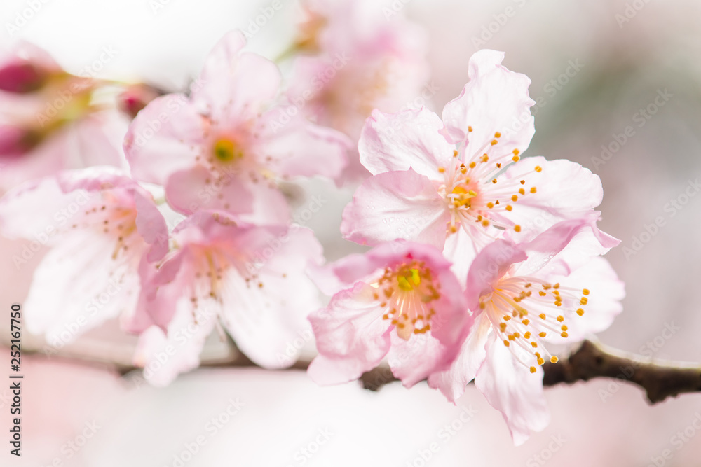 Beautiful nature scene with pink sakura flowers, beautiful Cherry Blossom in nature with green blurry background , Easter Sunny day. Beautiful nature scene with pink sakura flowers, beautiful Cherry Blossom in nature with green blurry background , Easter Sunny day.