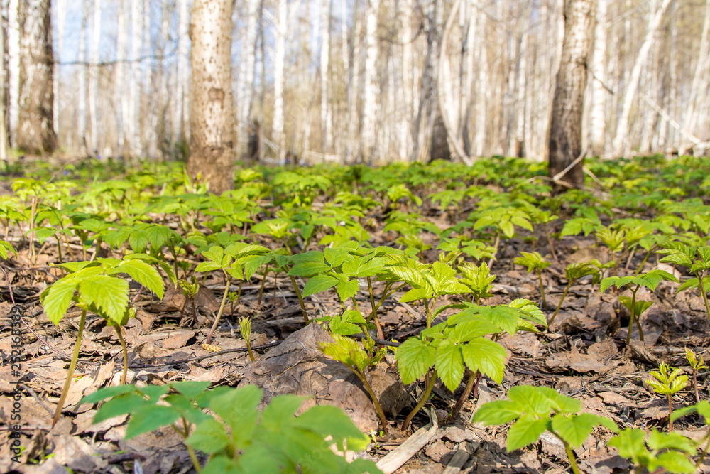 thickets of Aegopodium podagraria in a birch forest thickets of Aegopodium podagraria in a birch forest