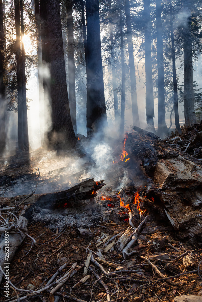 Wild forest fire in Yosemite National Park, California, United States of America. Taken in Autumn season of 2018. Wild forest fire in Yosemite National Park, California, United States of America. Taken in Autumn season of 2018.