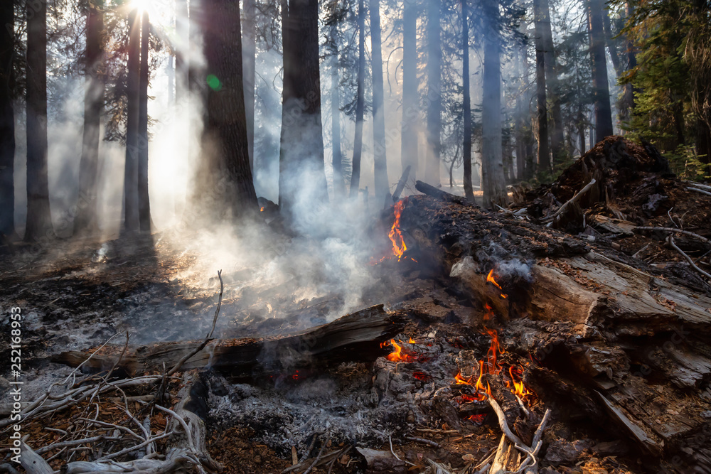 Wild forest fire in Yosemite National Park, California, United States of America. Taken in Autumn season of 2018. Wild forest fire in Yosemite National Park, California, United States of America. Taken in Autumn season of 2018.