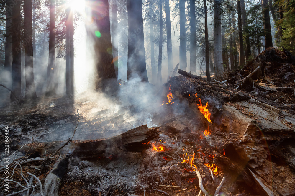 Wild forest fire in Yosemite National Park, California, United States of America. Taken in Autumn season of 2018. Wild forest fire in Yosemite National Park, California, United States of America. Taken in Autumn season of 2018.