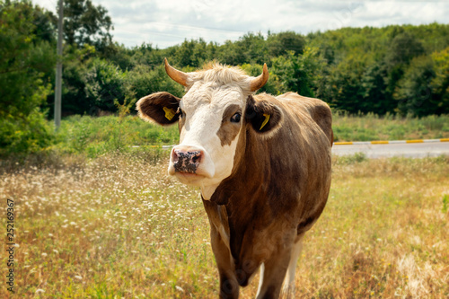Free brown cow eating grass on a clean pasture in the countryside.- Image
