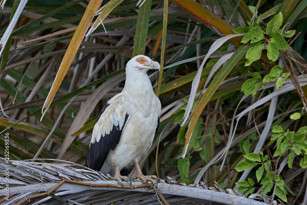 Palm-nut vulture (Gypohierax angolensis) Palm-nut vulture (Gypohierax angolensis)