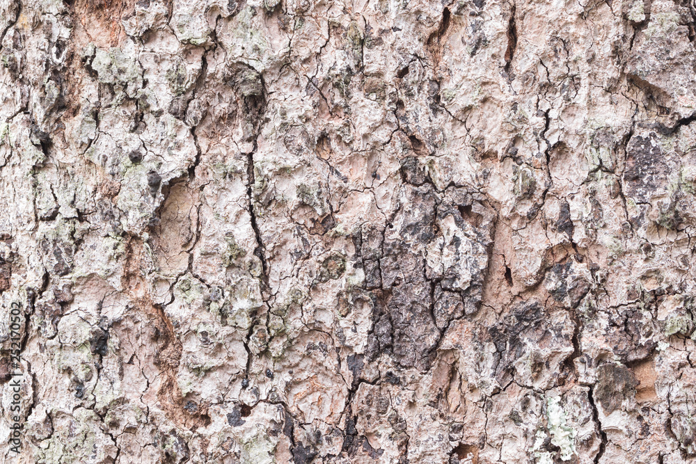 Pine tree bark background Pine tree bark background
