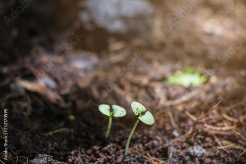 Young and small plants are growing on ground.