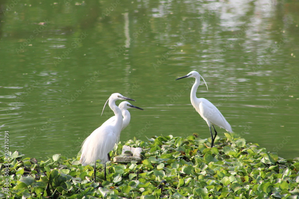 Obraz premium Egrets sitting by the lake 