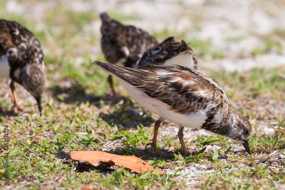 Wild Ruddy Turnstone (bird) outside of Fort Jefferson in Dry Tortugas National Park (Florida).