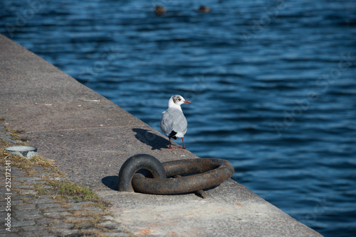 Seagull on a pier in Stockholm photo