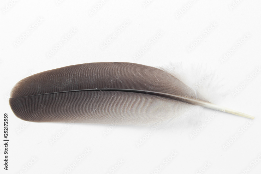 Black feather of bird on white background. real feather plume from nature. Black feather of bird on white background. real feather plume from nature.