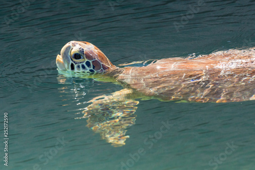 Fotografi A wild green sea turtle swimming around the moat outside of Fort Jefferson in Dry Tortugas National Park (Florida)