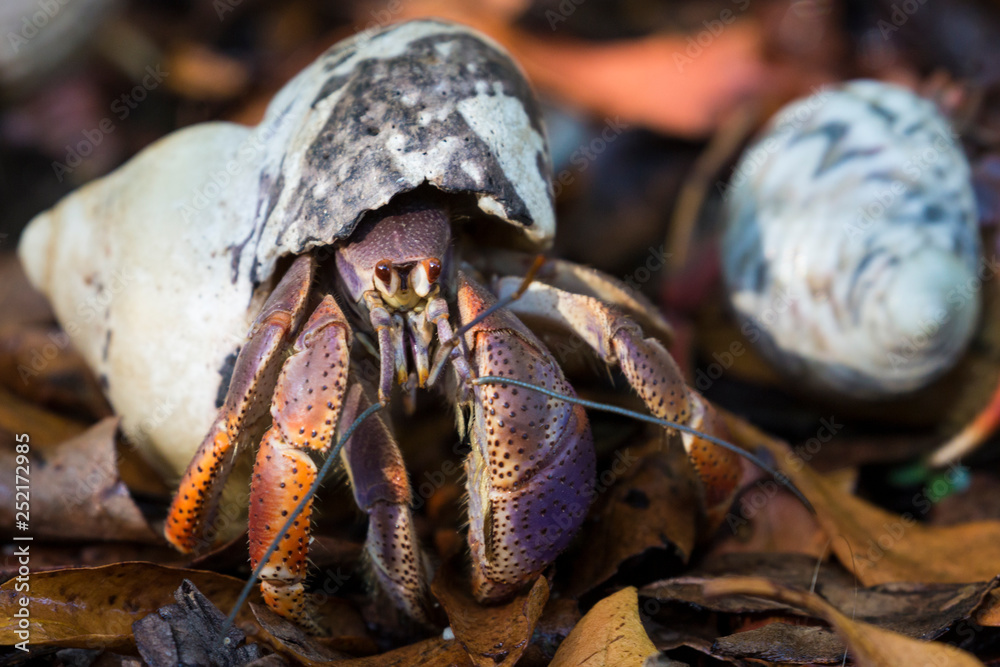 A wild hermit crab in the leaves outside of Fort Jefferson in Dry Tortugas National Park (Florida).