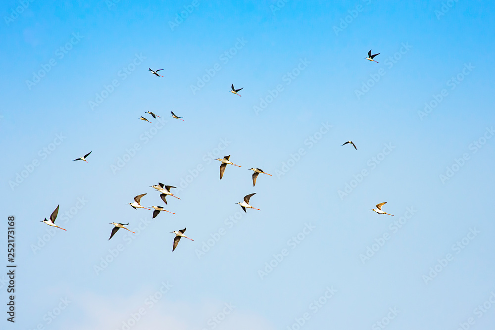 Flocks of birds flying in the sky. Flocks of birds flying in the sky.