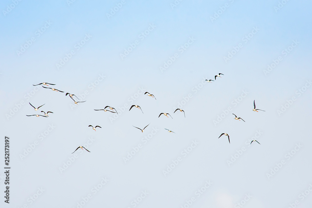 Flocks of birds flying in the sky.