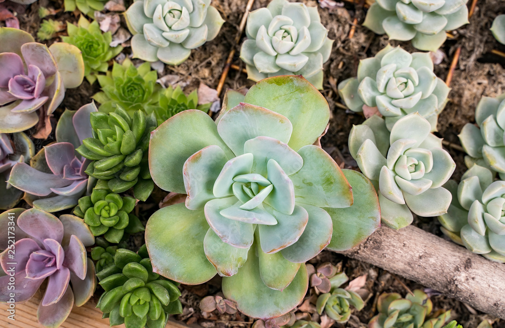 Miniature succulent plants in garden Miniature succulent plants in garden