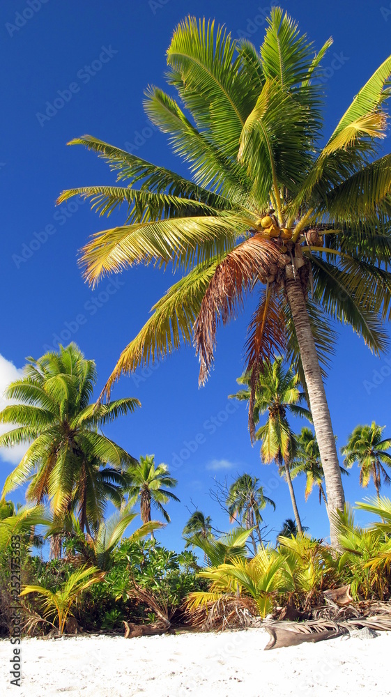 Aitutaki Coconut Palms