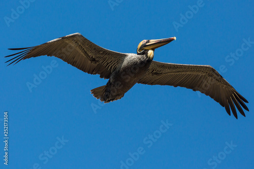 Wild Brown Pelican outside of Fort Jefferson during the day in Dry Tortugas National Park