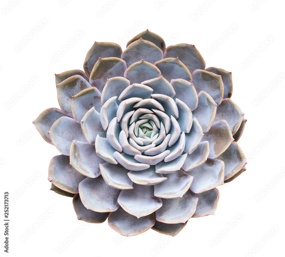 Miniature succulent plants isolated Miniature succulent plants isolated
