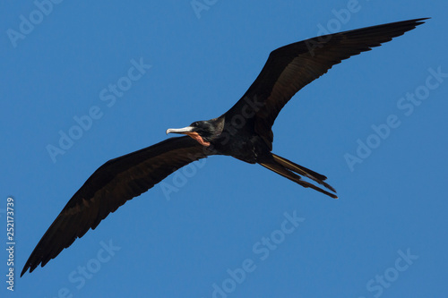 A wild magnificent frigatebird flying outside of Fort Jefferson in Dry Tortugas National Park  Florida .