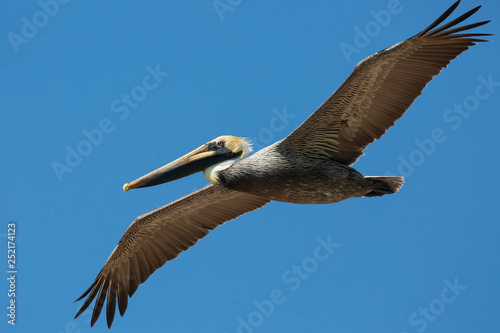 Wild Brown Pelican outside of Fort Jefferson during the day in Dry Tortugas National Park