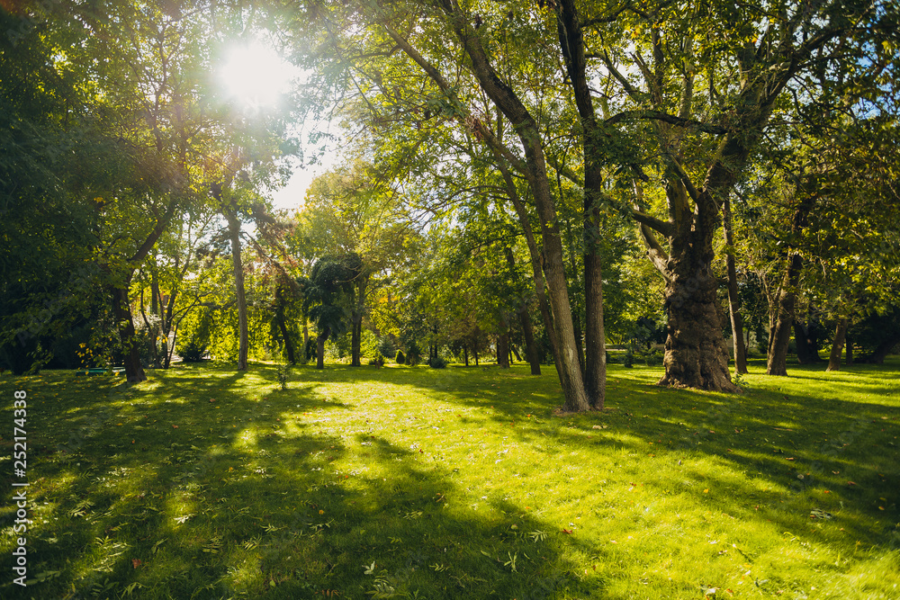 Fototapeta premium Beautiful park scene in public park with green grass field, green tree plant and a party cloudy blue sky