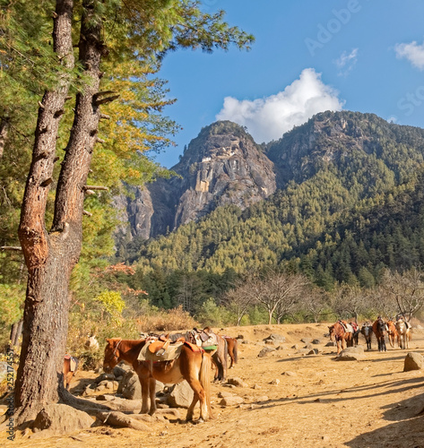 Bhutan, Asia – saddled horses with mountains in the background. © MiroslawKopec