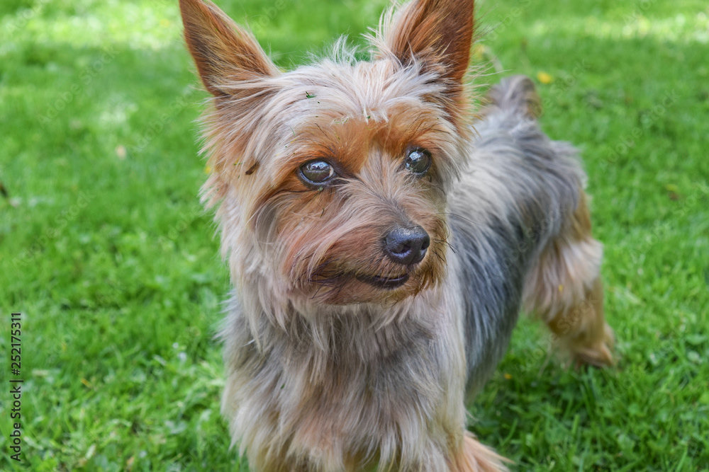 Small yorkshire terrier playing outside in grass Small yorkshire terrier playing outside in grass