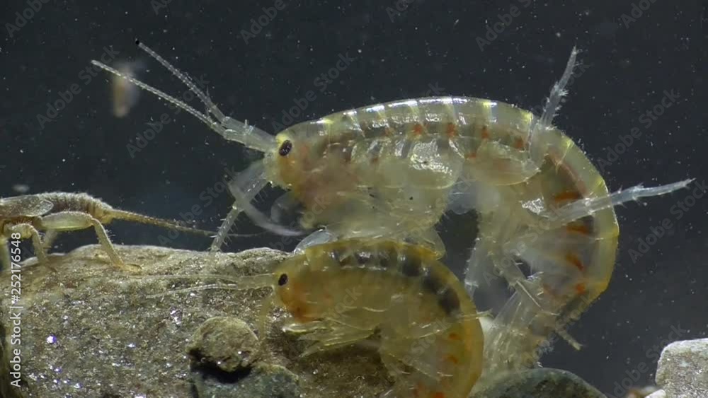 Bachflohkrebs,amphipoda,Gammarus