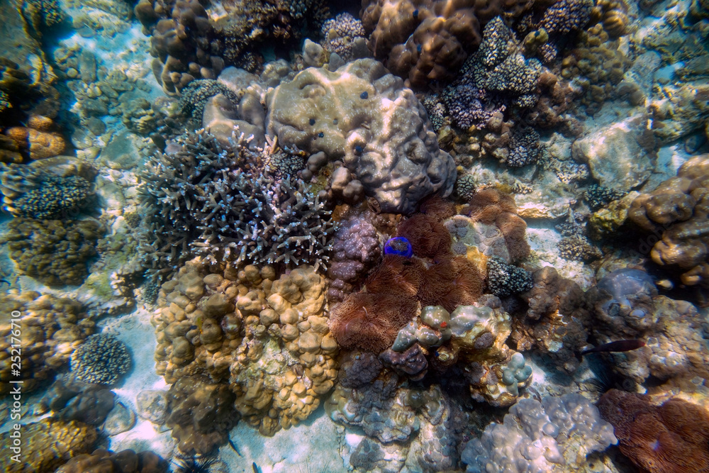 beautiful view of coral in undersea world beautiful view of coral in undersea world