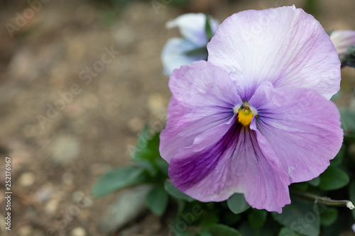 紫色のパンジーの花