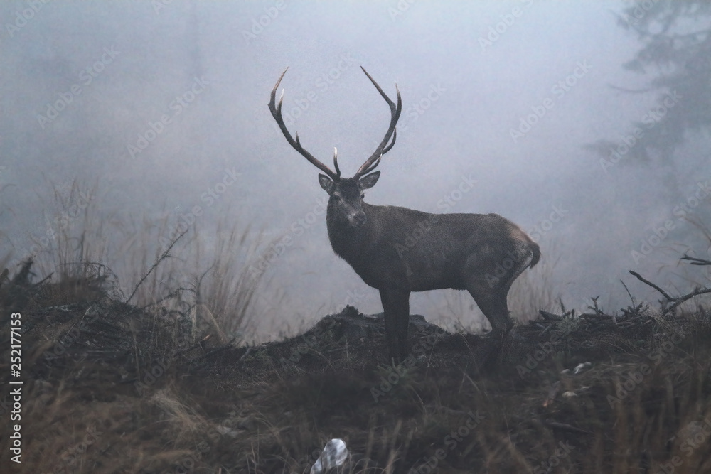 Obraz beautiful red deer buck in the wilderness of Carpathian mountains