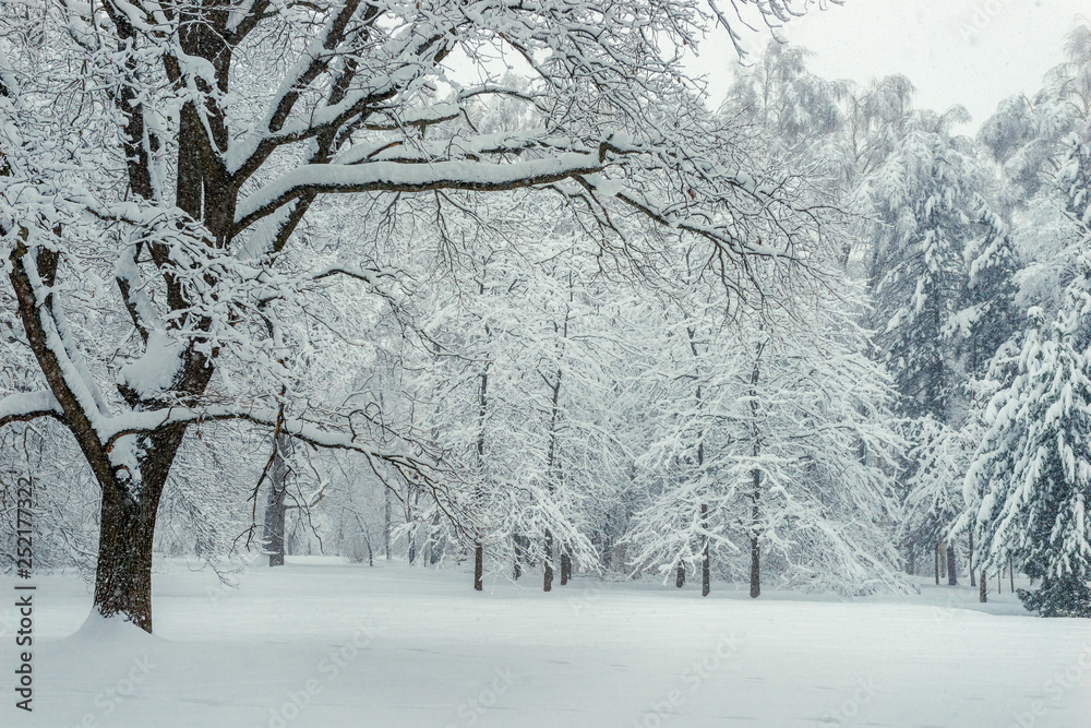 Fototapeta premium Winter beautiful forest after snowfall in overcast cold weather