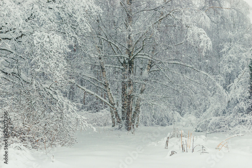 snow-covered landscape group of birches in the forest, photo in winter