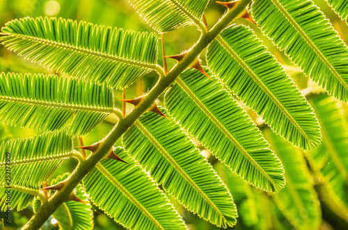 Close-up beautiful green leaves with thorn in nature background.