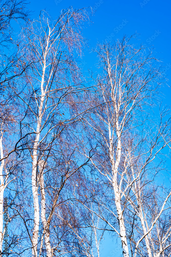 Trunks and branches of birches with white birch bark in a birch grove against the blue sky Trunks and branches of birches with white birch bark in a birch grove against the blue sky