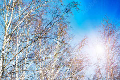 Trunks and branches of birches with white birch bark in a birch grove against the blue sky