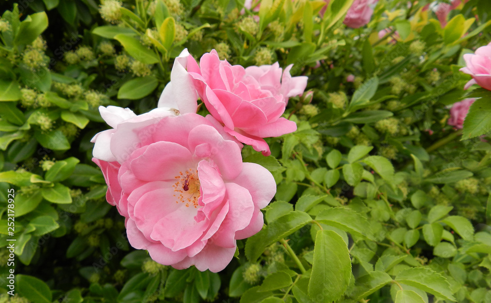 Romantic blooms of pink hybrid tea rose with green leaves growing in sunny summer garden. 