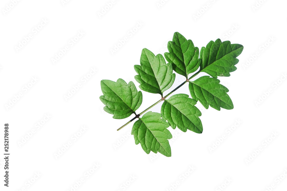 green leaf on the white background green leaf on the white background
