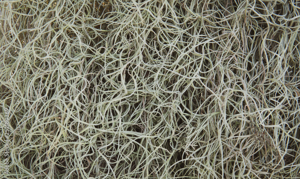Spanish moss or Tillandsia usneoides as background image. Picture decorated in the vintage tone.