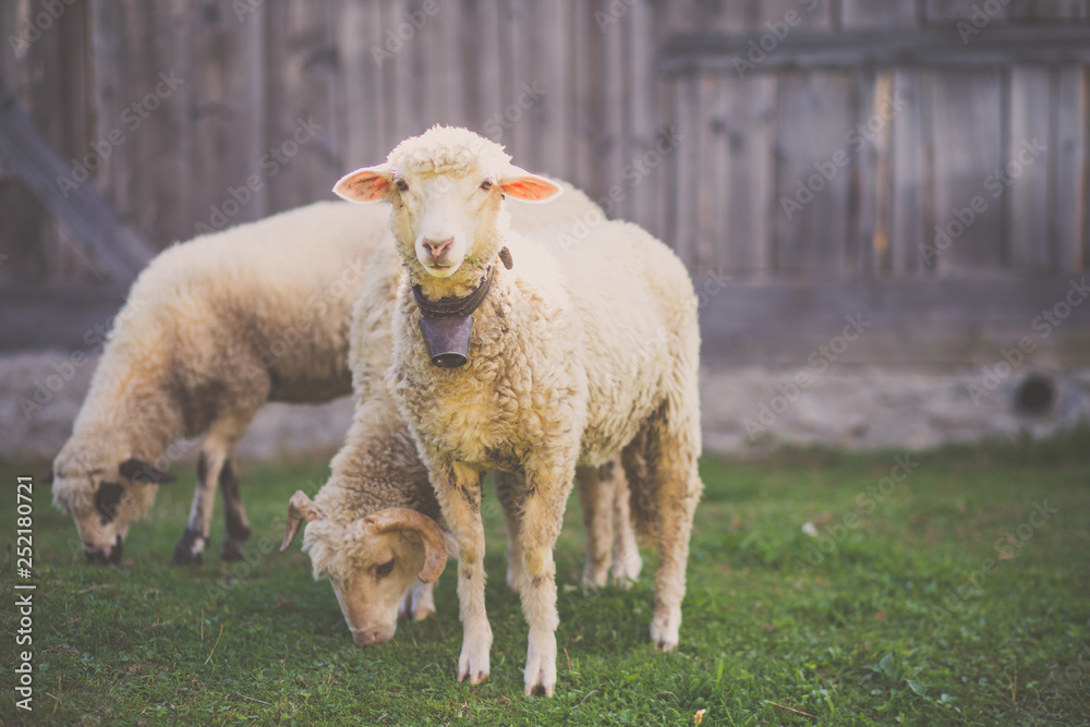 Obraz premium sheep friendship (2)