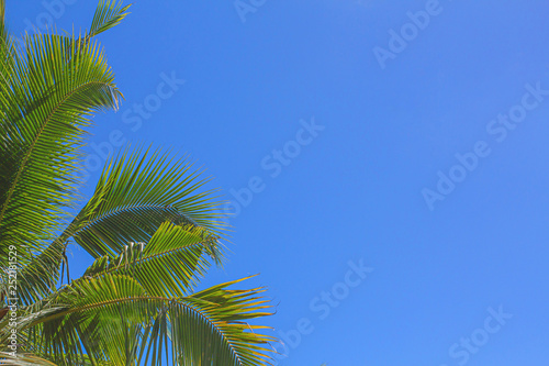 Background sky coconut Bright in Phuket Thailand In the daytime from the actual location.