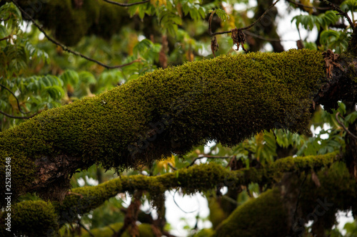 green moss on a tree