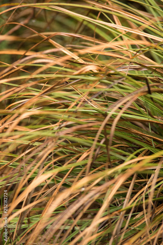 Grass in Rain © Chala