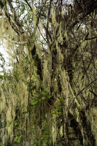 Moss growing on trees in the forest
