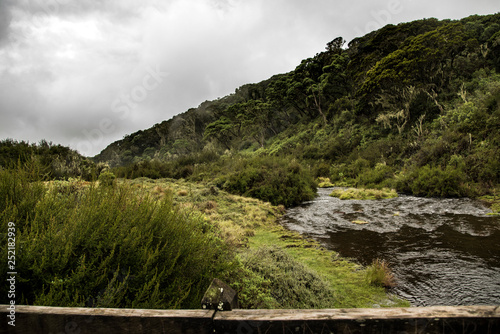 Cold misty day in the forest